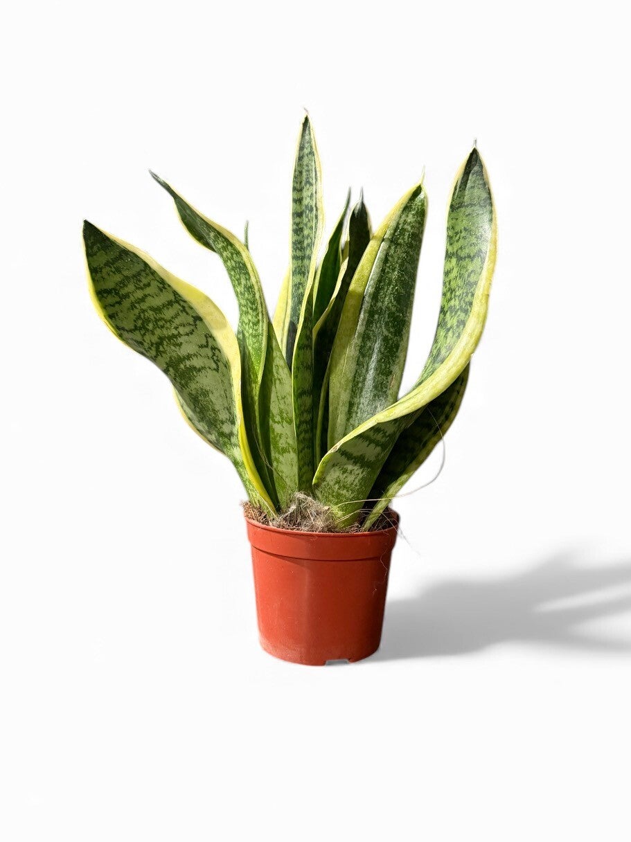 Sanseviera SUPERBA ø9.  Box x10