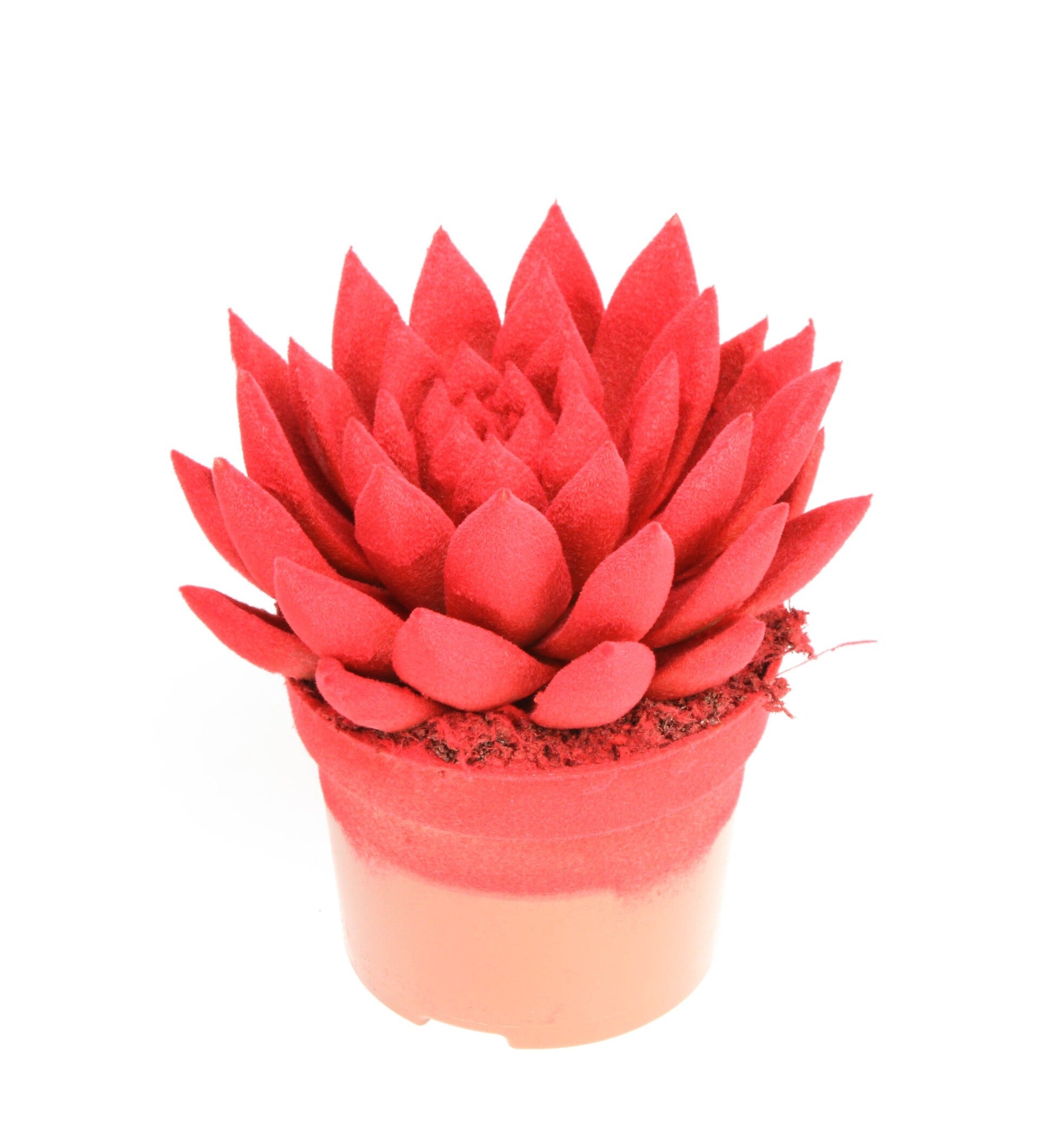 Echeveria Miranda velvet ø12.  Box x8
