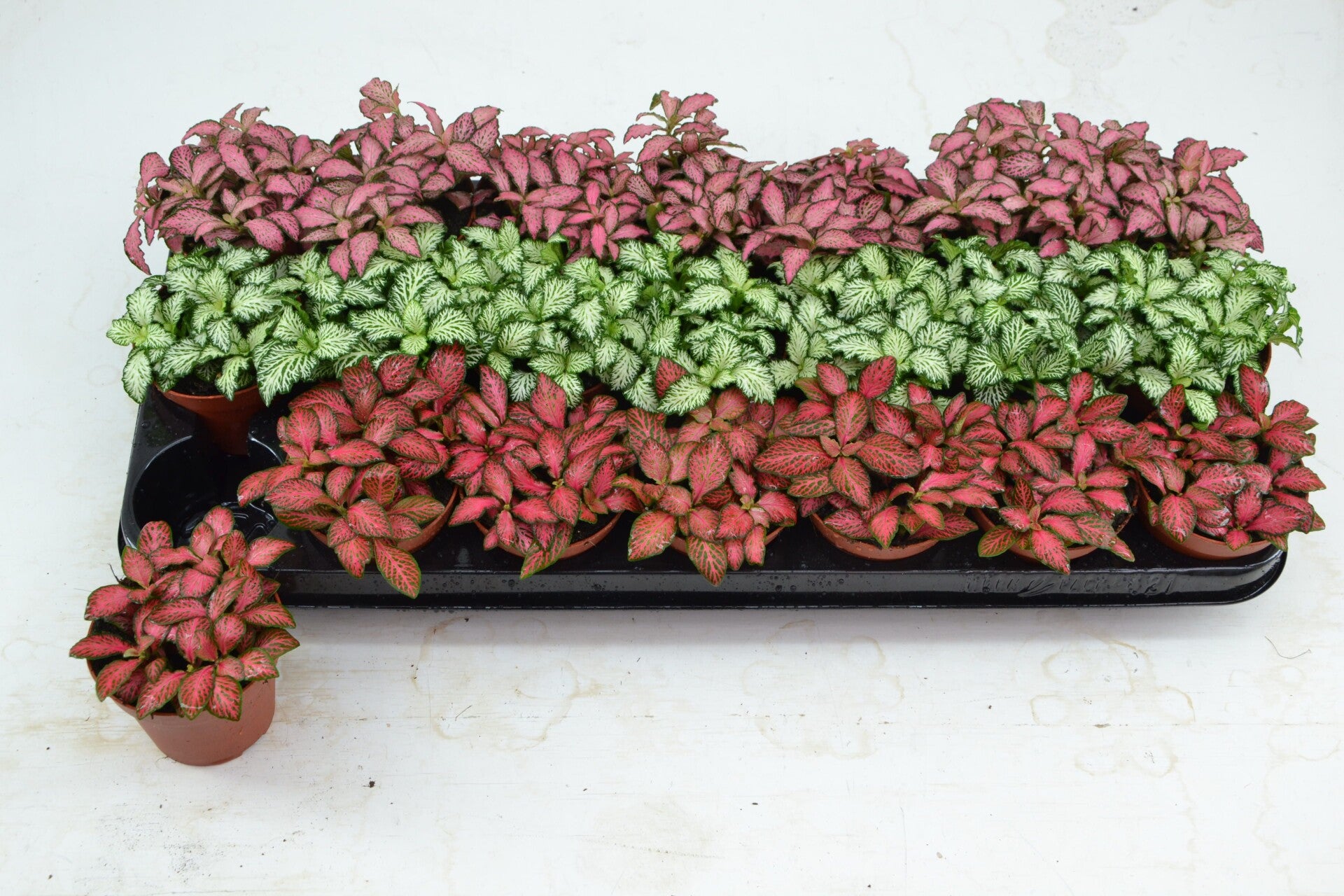 Fittonia mix ø8. Box x21