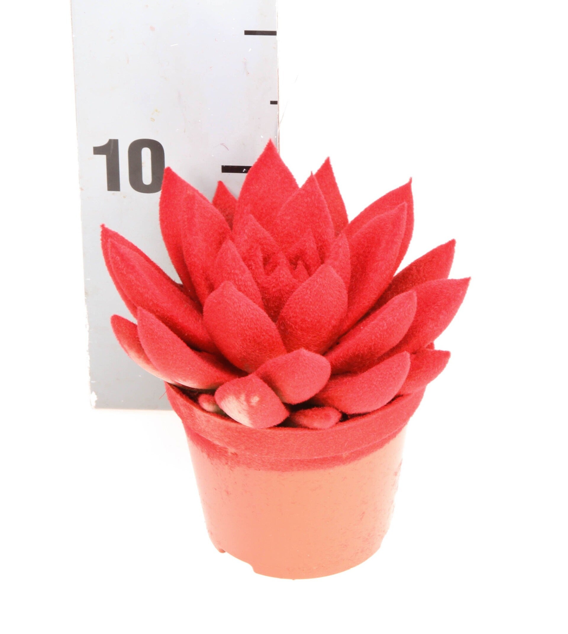 Echeveria Miranda velvet ø9.  Box x11