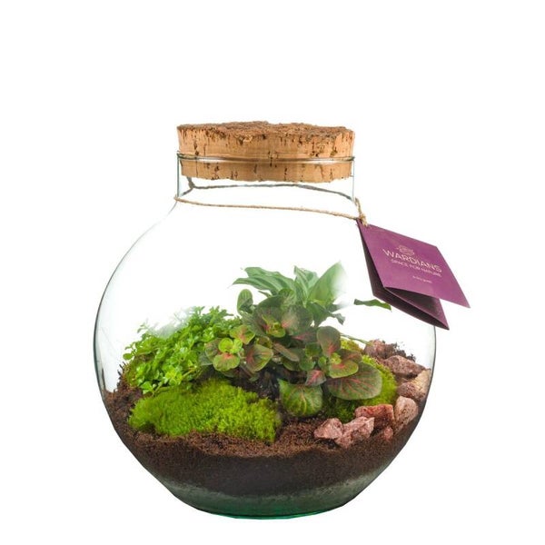 Terrarium venus large