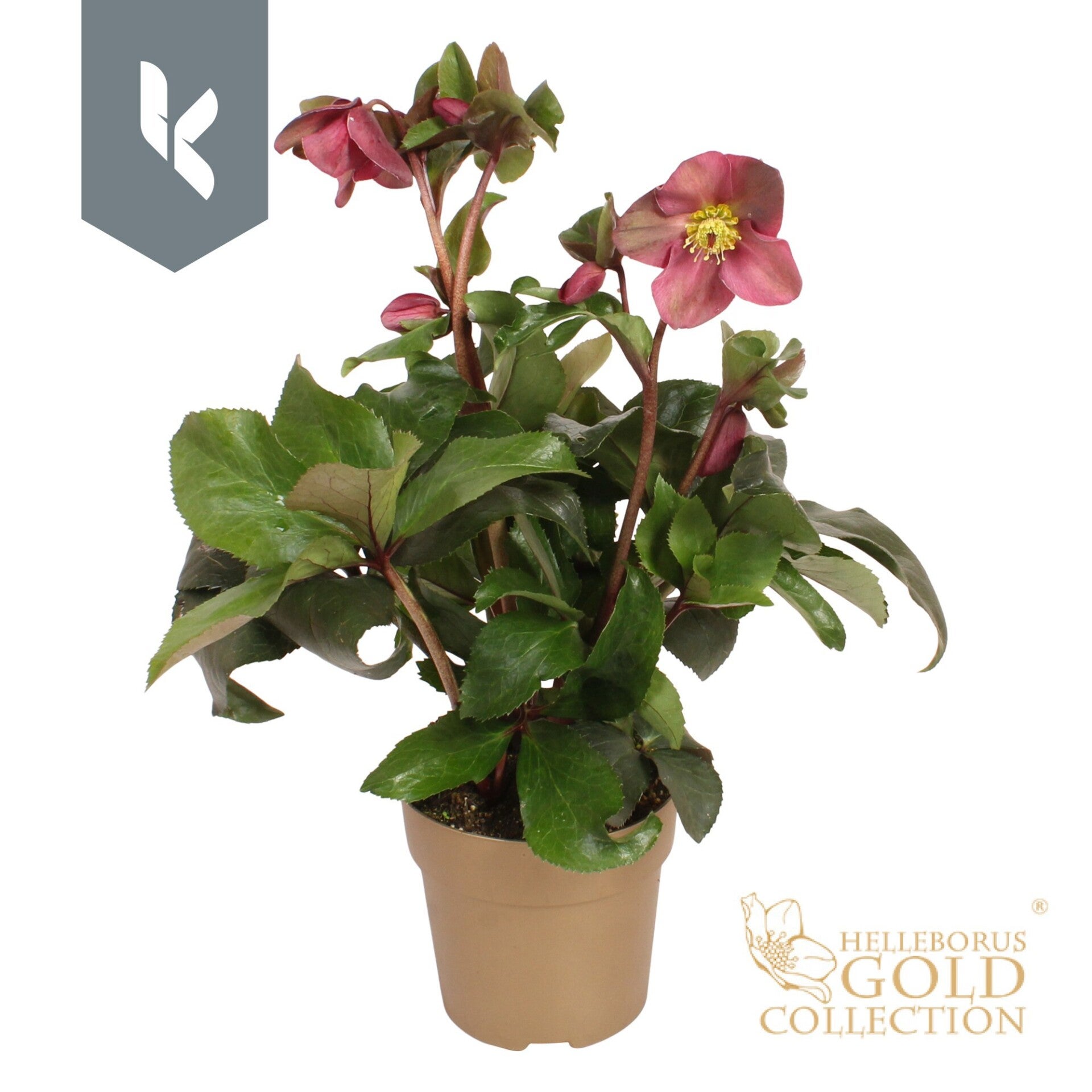 Helleborus Ice Red ø15.  Box x6