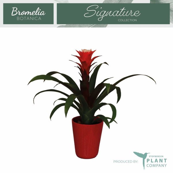 Guzmania Hope ceramica.  Box x6