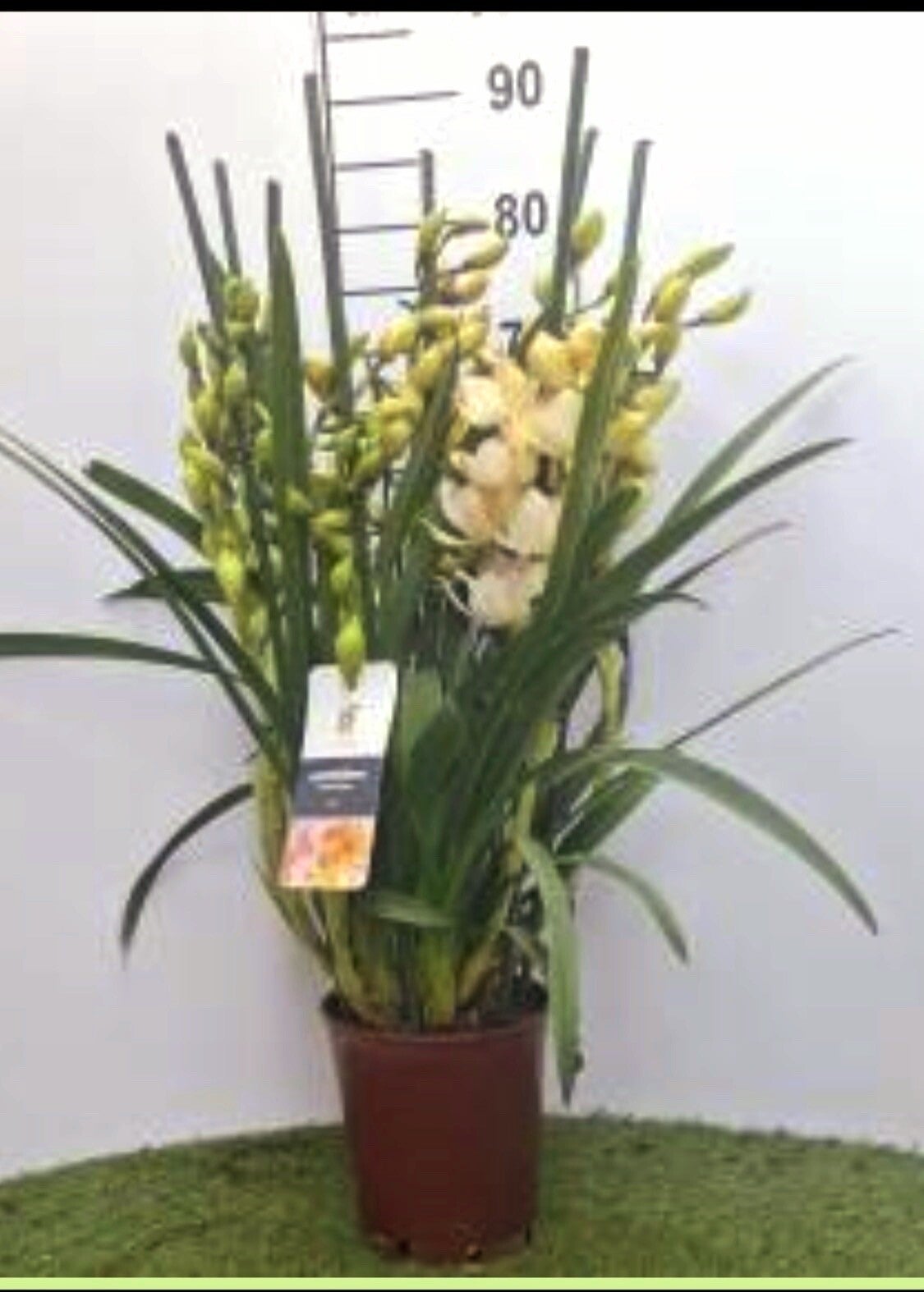 Cymbidium Lieflor 9+spike ø17