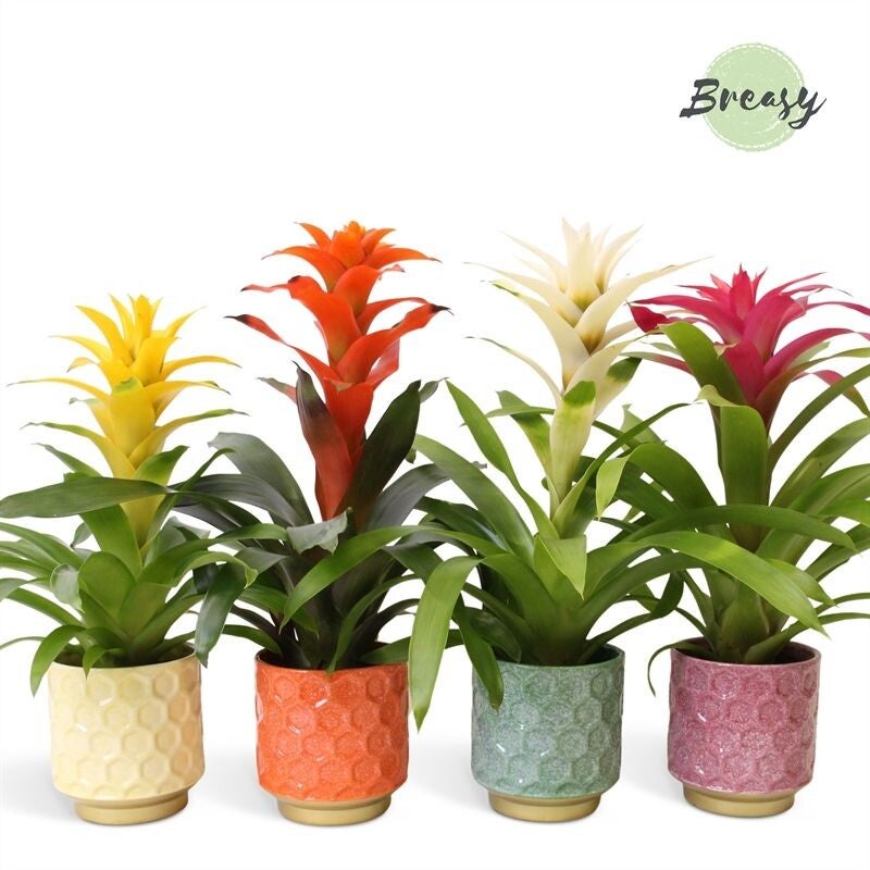 Guzmania Havana mix.  Box x5