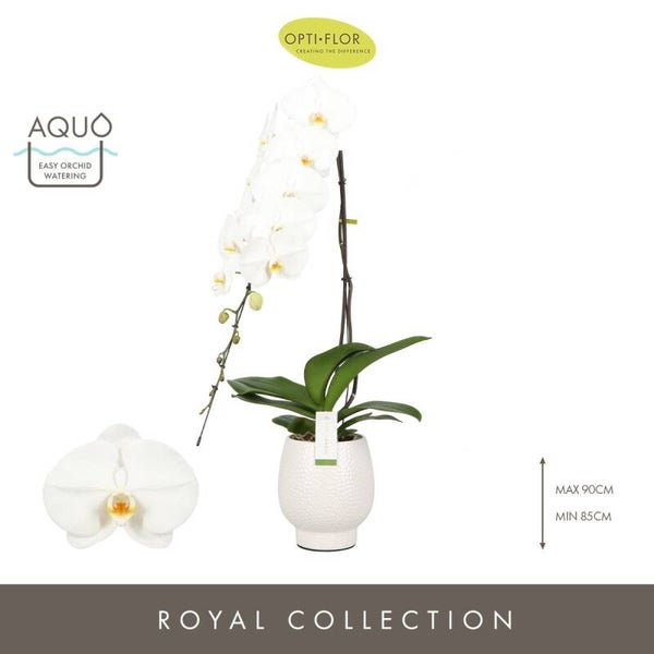 Phalaenopsis Formidablo in Abruzzo white ø12