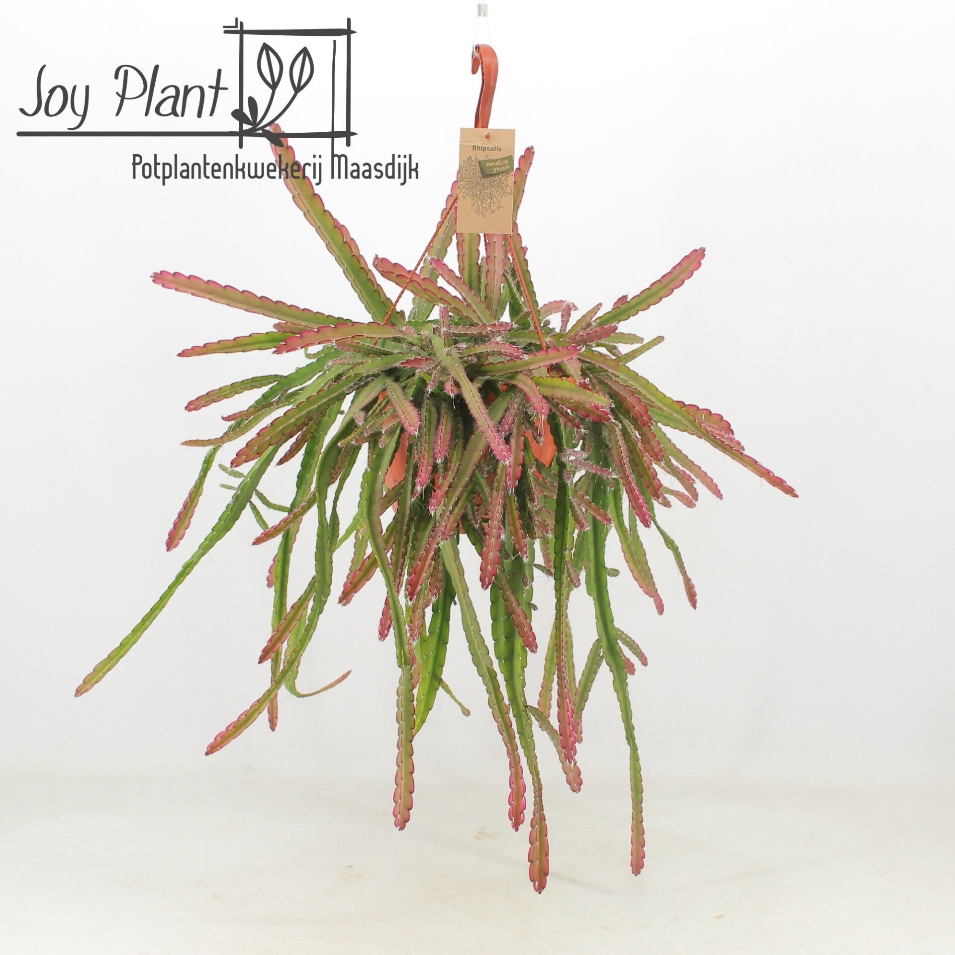 Lepismium Cruciform red bk21