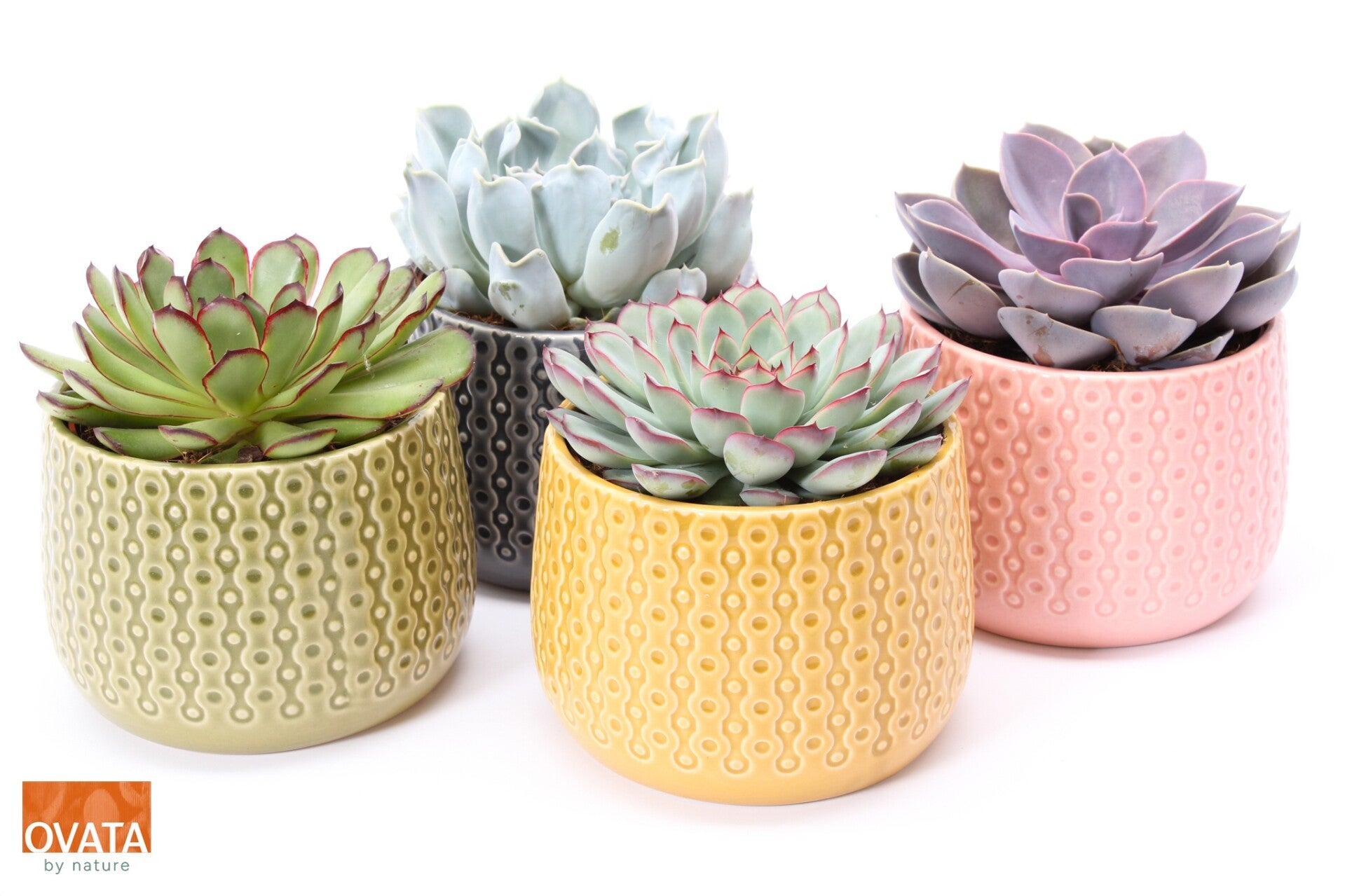 Echeveria Brasil ø14.  Box x4