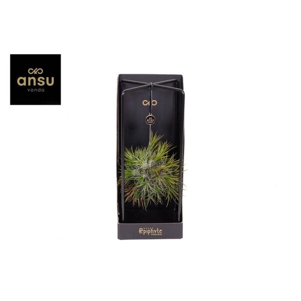 Tillandsia Ansu ø14. Box x3