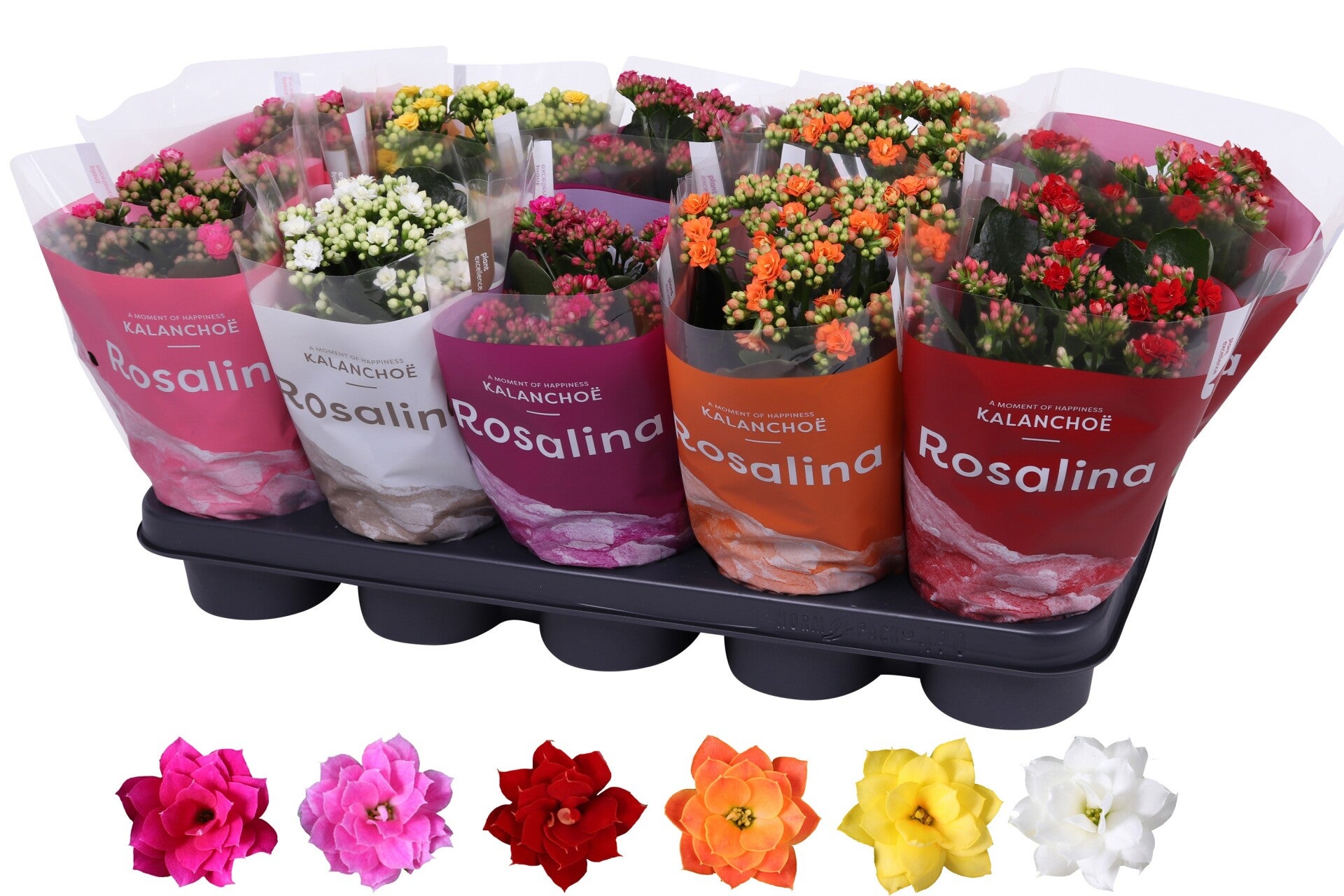 Calandiva Rosalina mix ø12.  Box x10