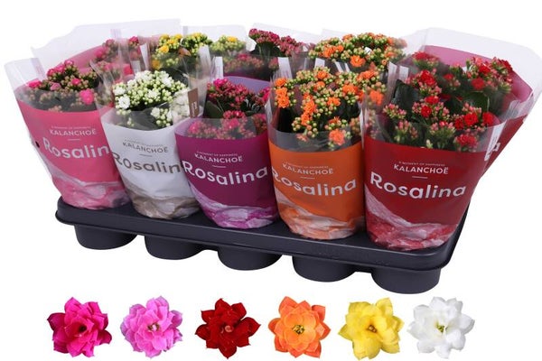 Calandiva Rosalina mix ø12.  Box x10