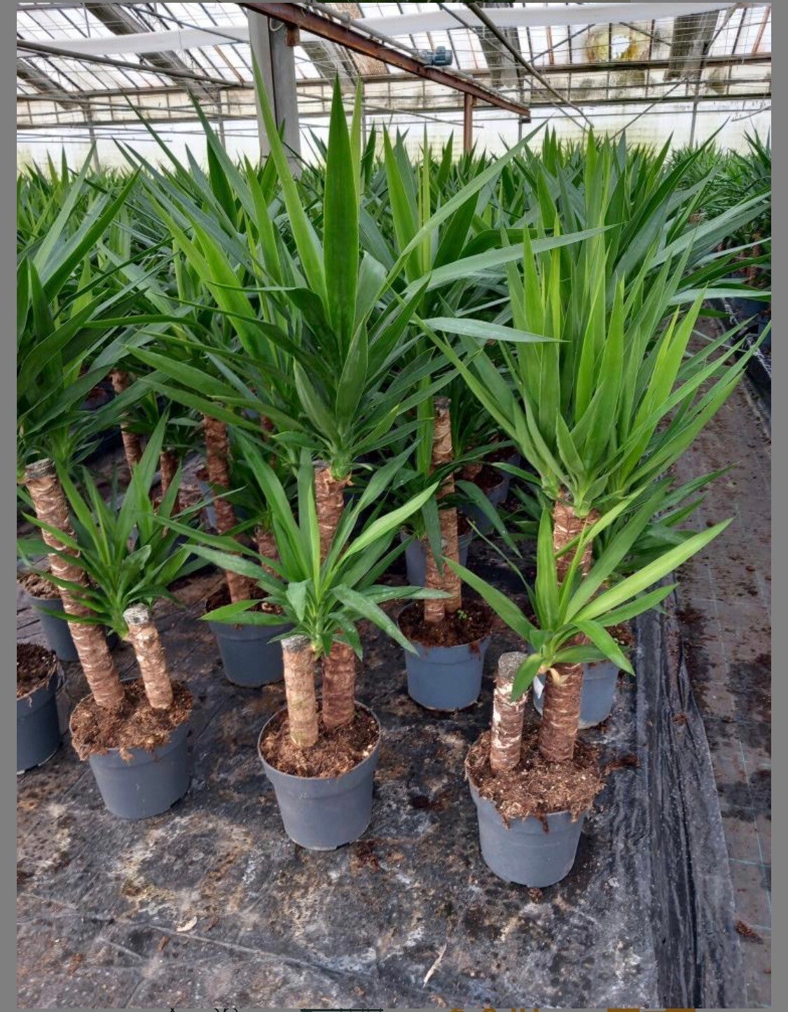 Yucca 60/20 v21