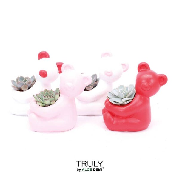 Echeveria Bear ø14. Box x6