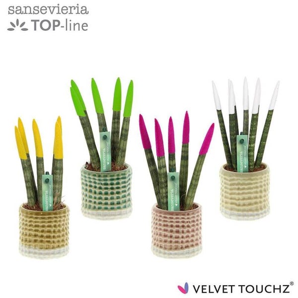 Sanseviera Velvet baby ø7. Box x15