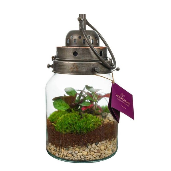 Terrarium Storm Lamp ø17.  Box x3