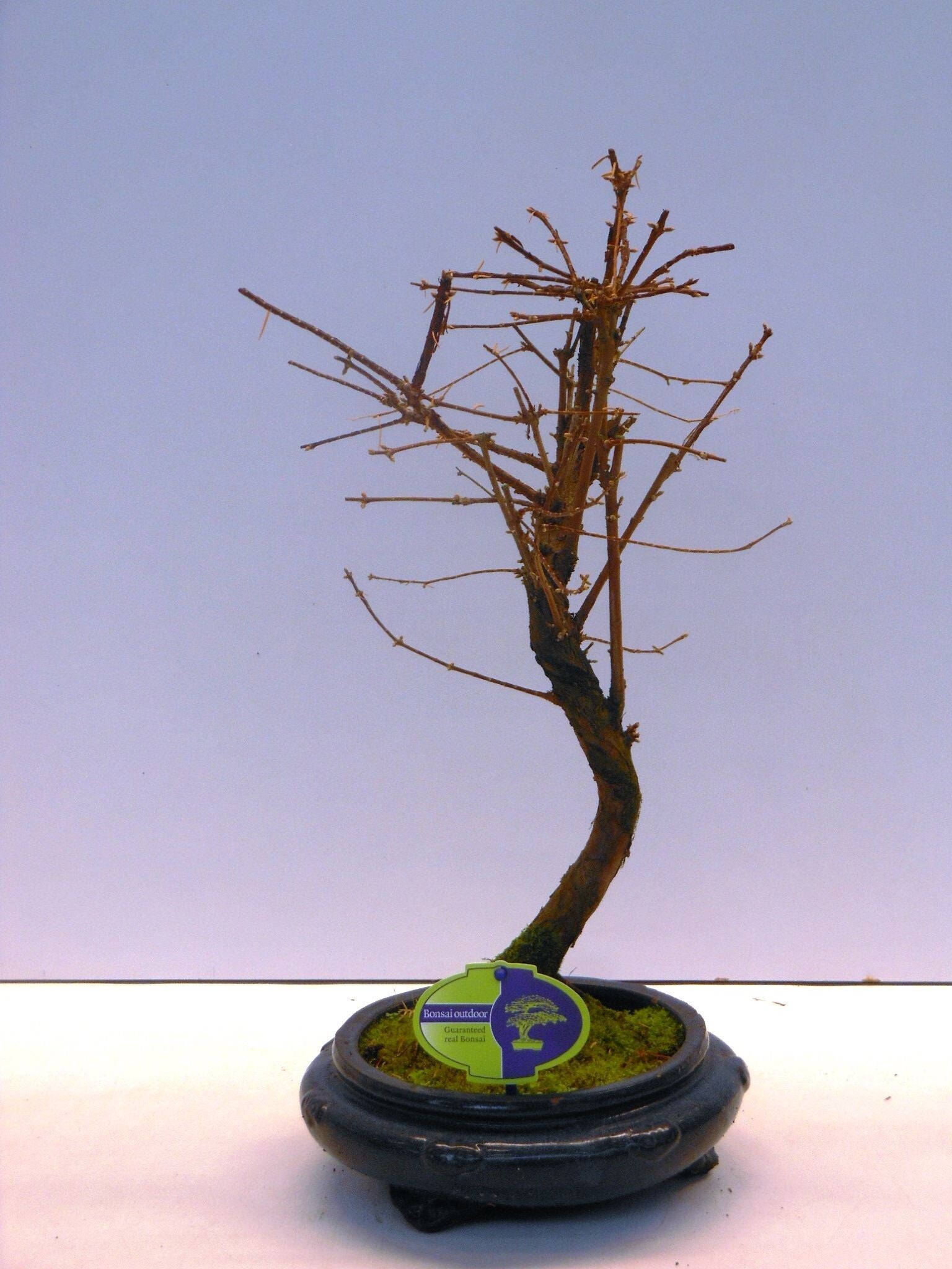 Bonsai Metasequoia ø26