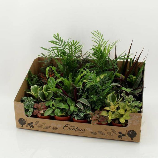 Planten Mix ø9.  Box x24