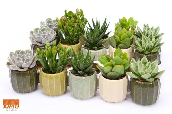 Succulenten Helsinki ø8.  Box x15