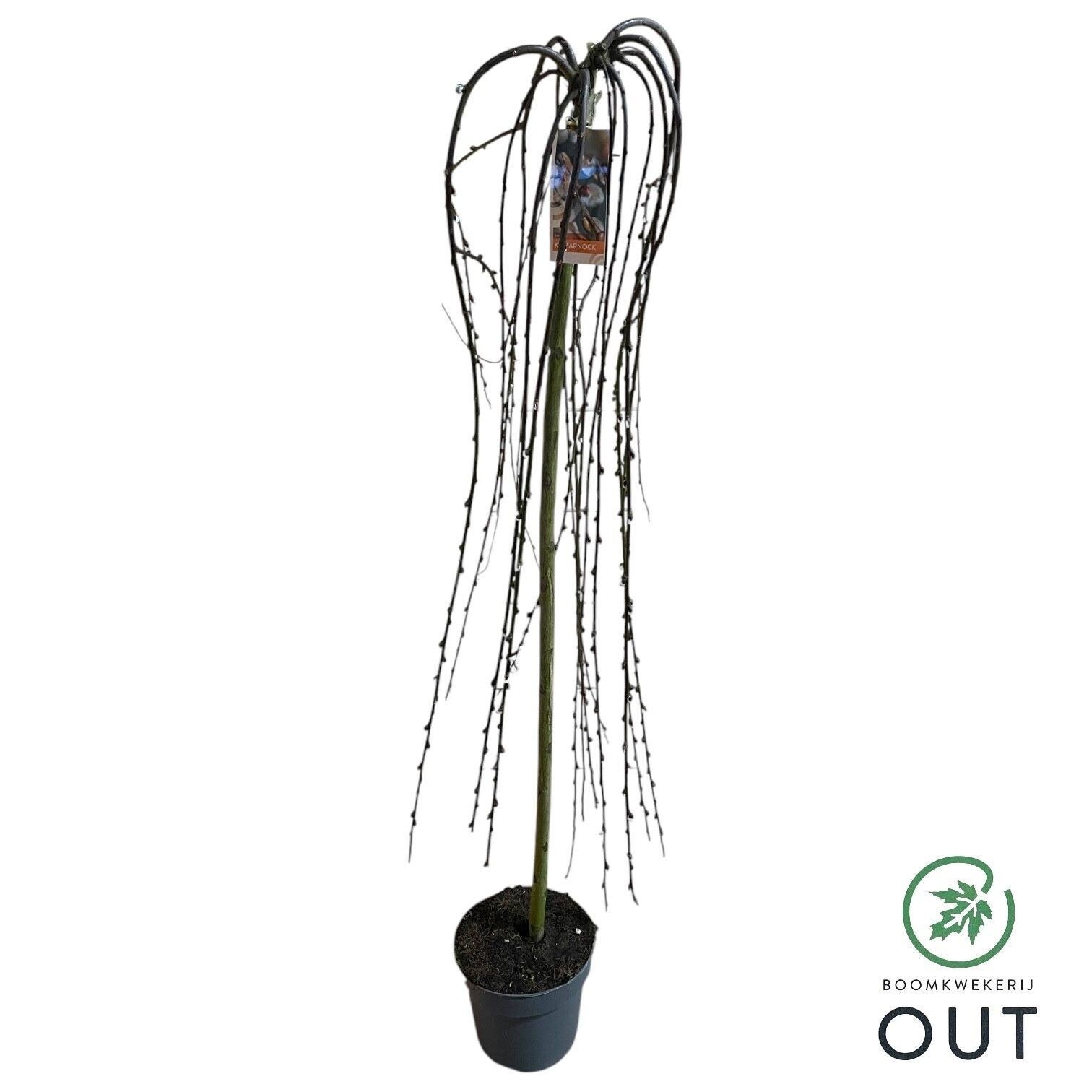 Salix Kilmarnok ø26 h160