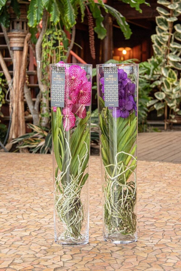 Vanda Michelle ø17 h70