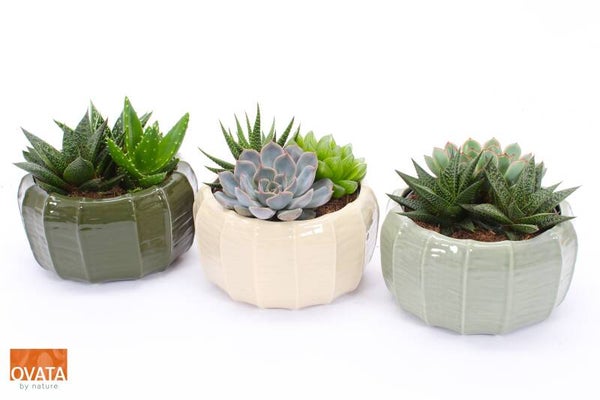 Succulenten Malmö ø17.  Box x3