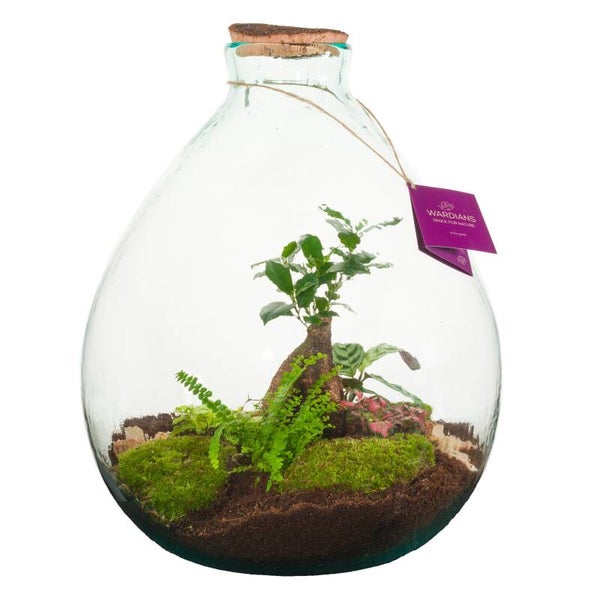 Terrarium Galaxy ø40