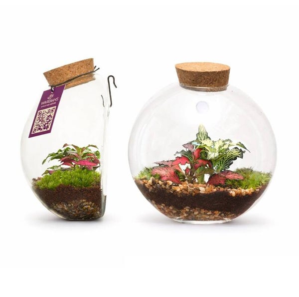 Terrarium Juno ø12.  Box x4
