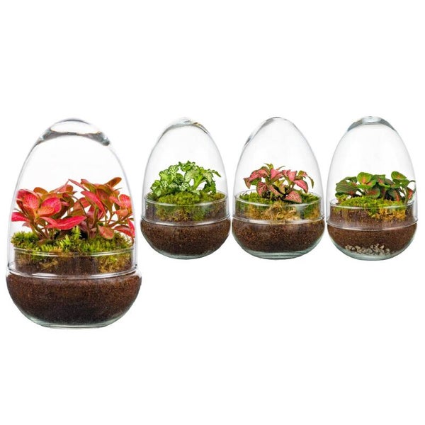 Terrarium oeuf ø12. Box per 6