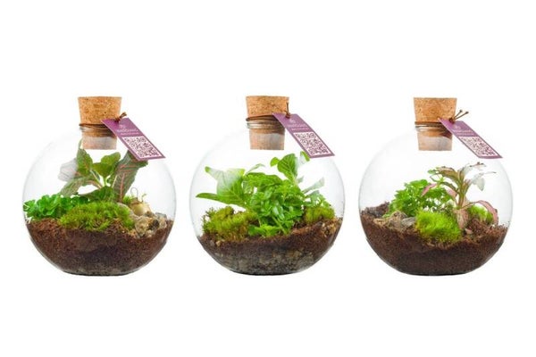 Terrarium Orcus ø12.  Box x6