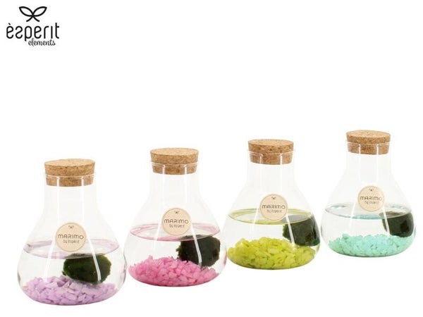 Marimo Esperit ø10.  Box x6