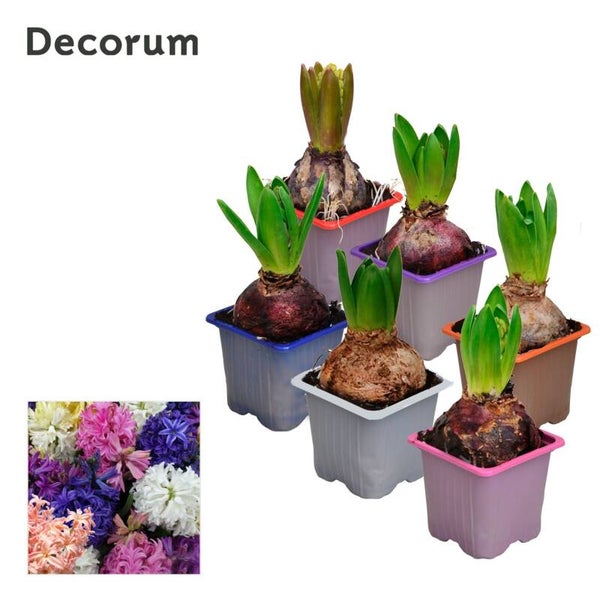 Hyacinthus mix ø7.  Box x24