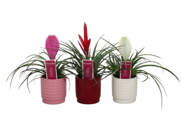 Tillandsia ceramica ø10.  Box x8
