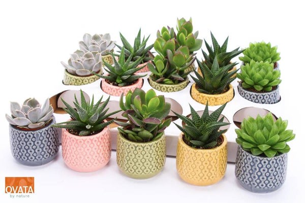 Succulenten Sao Paulo ø8.  Box x15
