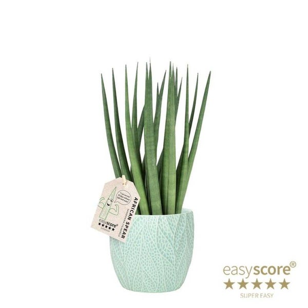 Sanseviera Spaghetti Ocean ø13.  Box x6