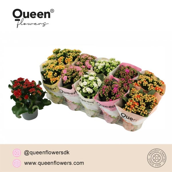 Calandiva Queen mix ø13.  Box x10