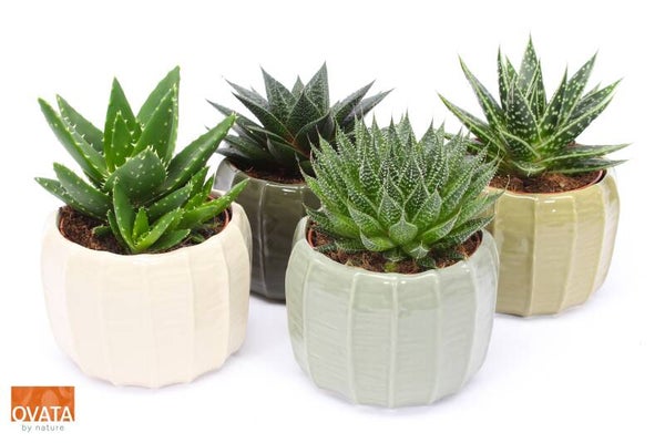 Succulenten Rock Copenaghen ø14.  Box x4