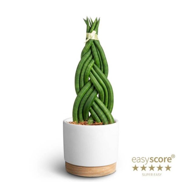 Sanseviera Braid Emotion ø13. Box x6