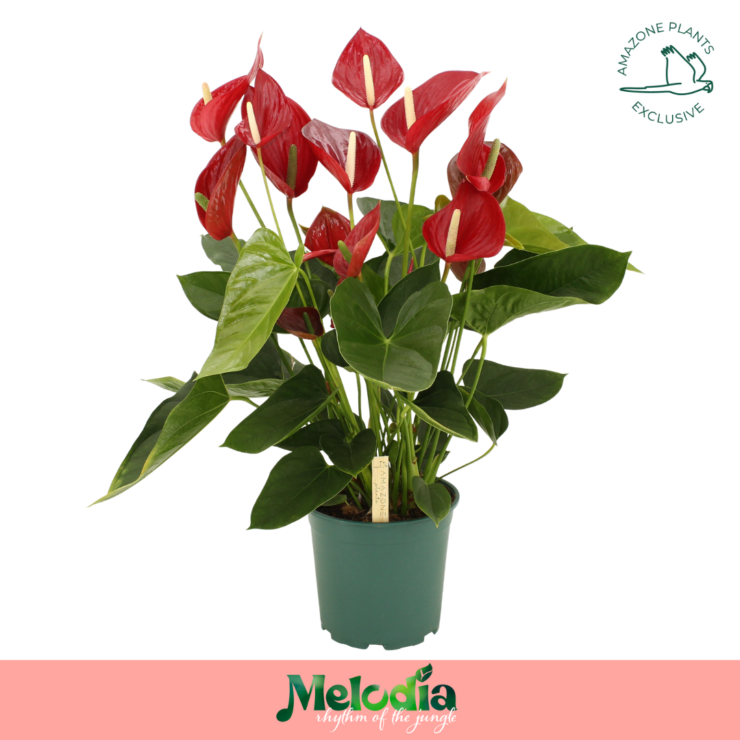 Anthurium Melodia ø21
