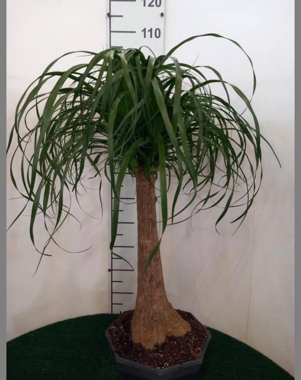 Beaucarnea tubo ct32 h110