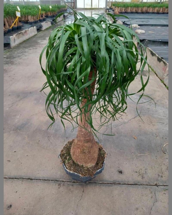 Beaucarnea tubo ct27 h90