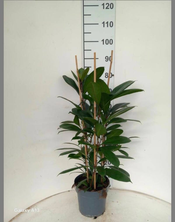 Ficus Ciathystipula 3pp ø21