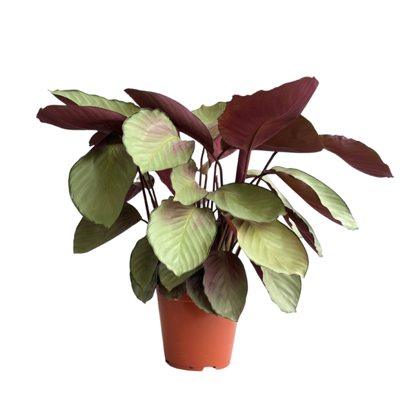 Calathea Silver Plate ø19