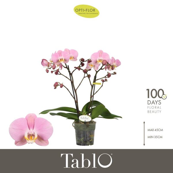 Phalaenopsis Tablo Cosmopolitan 2spike.  Box x6