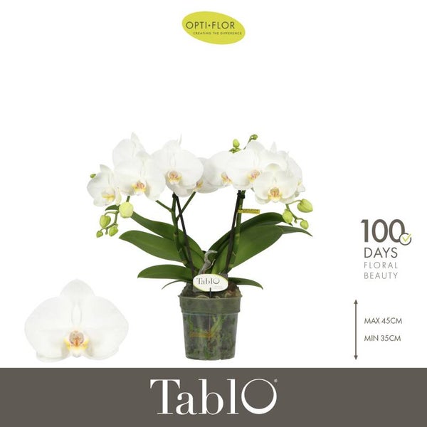 Phalaenopsis Tablo Champagne 2spike.  Box x6
