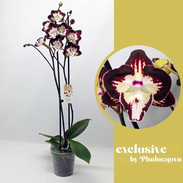 Phalaenopsis Klementin 2 spike ø12