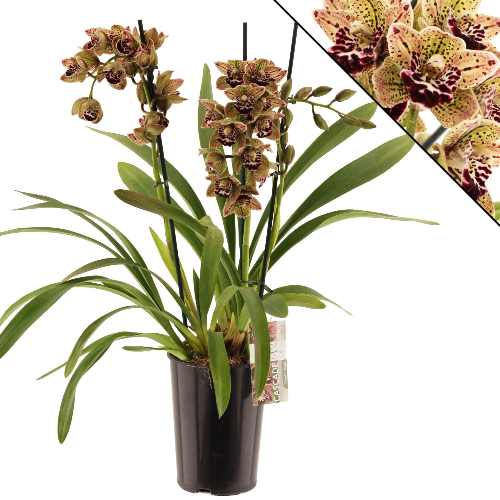 Cymbidium Magic Vogel 3spike ø14