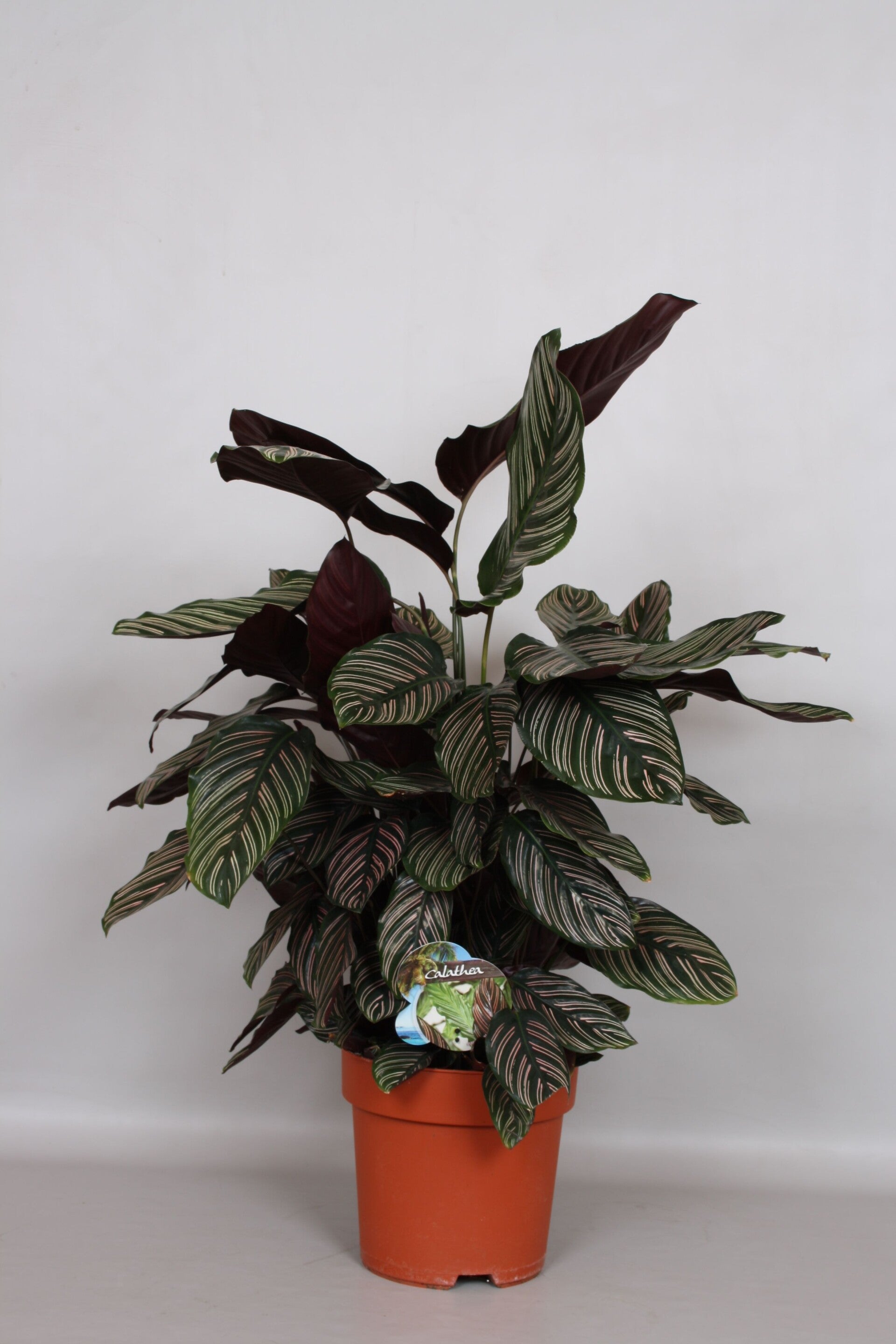 Calathea Ornata ø24