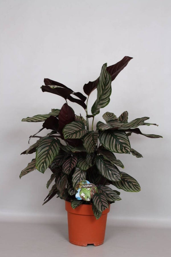 Calathea Ornata ø24