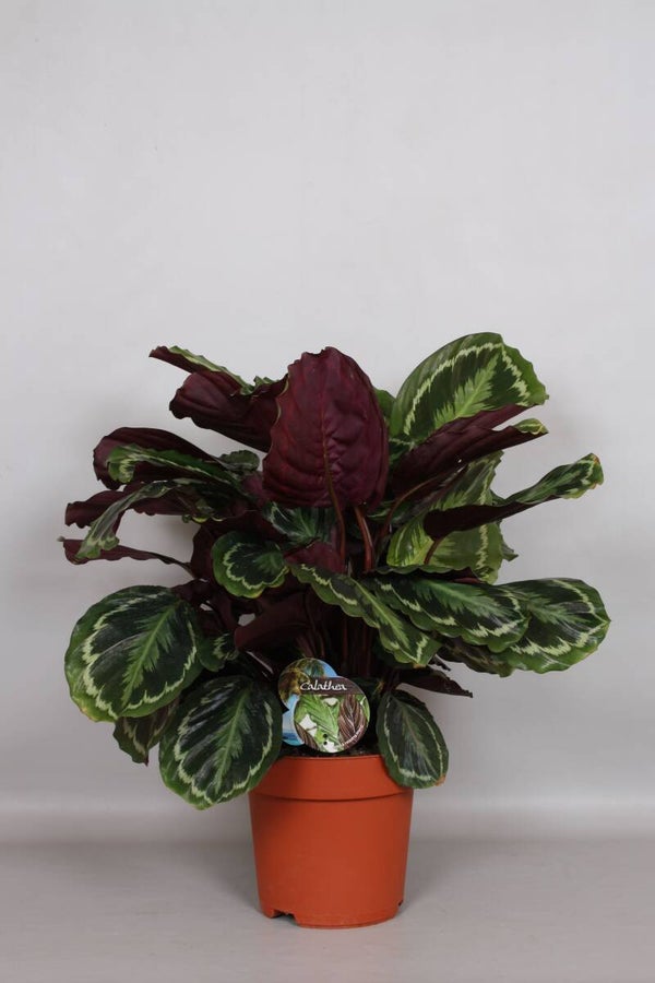Calathea Medallion ø24