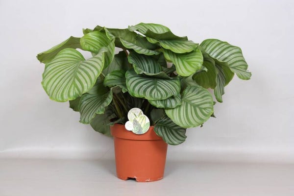 Calathea Orbifolia ø24